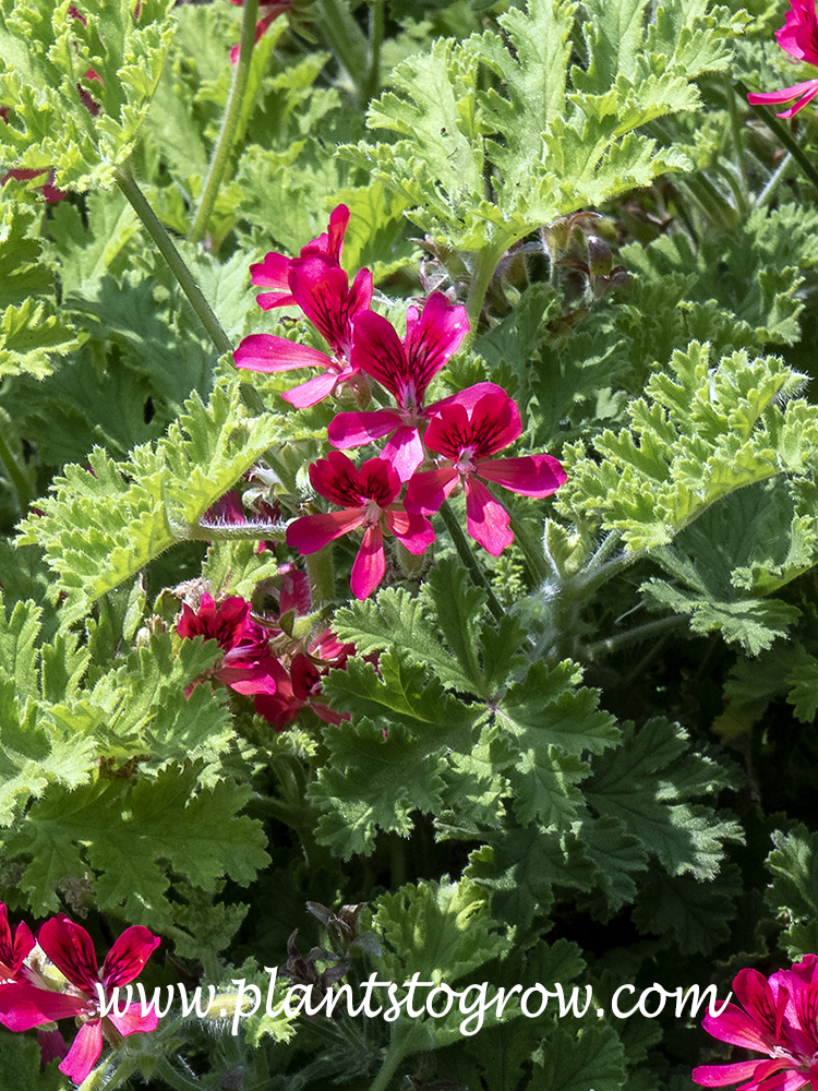 Concolor Lace Scented Geranium (Pelargonium) 
One of the few scented GFeraniums to have red flowers.
